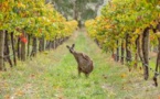 Climat: il y a le feu dans la vigne australienne