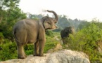 A Sumatra, des éléphants patrouillent en forêt pour sauver leurs cousins sauvages