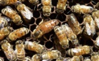Une étude pour mieux connaître les caractéristiques des miels
