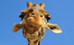 Les girafes menacées d'extinction