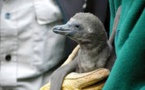 Sept pingouins mystérieusement noyés au zoo de Calgary