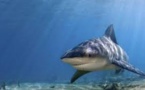 Un homme attaqué par un requin à Takapoto