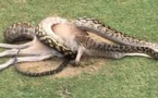 Australie : un python gobe un wallaby sur un parcours de golf