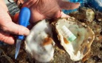 Pour dissuader les voleurs, des huîtres "piégés" avec des étiquettes en plastique