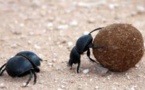 En Australie, des insectes français pour se débarrasser des mouches envahissantes