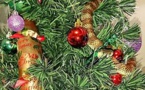 Australie: un serpent-tigre dans le sapin