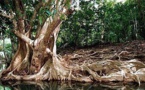 "Place importante" de l'Outre-mer dans l'Agence française de la biodiversité