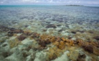 Agence française de la biodiversité : la Polynésie française sera représentée
