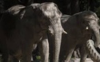 Au Vietnam, une poignée d'éléphants pour sauver l'espèce