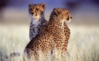 Mobilisation pour sauver les guépards, menacés d'extinction