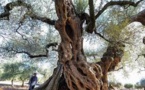 Les oliviers millénaires d'Espagne, ces trésors en danger