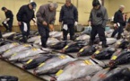 Japon: un thon rouge à 605.000 euros à la 1ère criée 2017