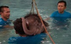Une piscine pour réapprendre à marcher à un éléphanteau thaï amputé