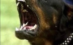 Aisne: un bébé de 14 mois tué par le rottweiler de sa famille