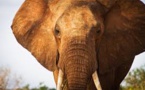 Interpol renforce sa lutte contre le trafic d'animaux sauvages