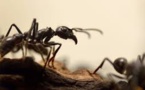 Les fourmis ont un GPS très sophistiqué permettant un guidage même à reculons