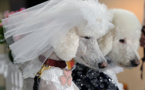Des amours canines bientôt devant la justice auvergnate