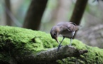 Le Monarque à Fatu Hiva : cinq jeunes nés en 2016 ! 