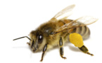Un virus de l'aile déformée, nouvelle menace pour les abeilles (étude)