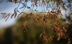 Espagne: les Baléares touchées par la bactérie tueuse d'oliviers