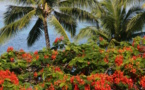 Floraisons de nos arbres tahitiens (1re partie)