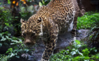 Des léopards rares filmés dans la jungle en Indonésie