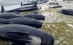 Des centaines de baleines meurent échouées en Nouvelle-Zélande