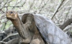 Equateur: retour aux Galapagos de la tortue George, empaillée
