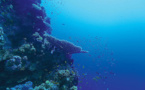 Regain d'intérêt pour l'exploitation minière des grands fonds marins