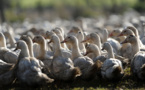 Grippe aviaire: tous les canards des Landes vont être abattus