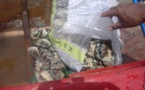 Moorea : des pêcheurs de bénitiers pris en flagrant délit