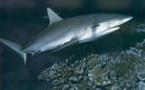 Australie: un requin dévore une chienne