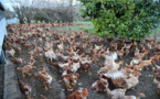 Nord: 10.000 poulets morts, traces d'influenza aviaire détectées