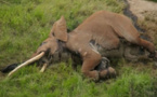 Un des derniers éléphants aux "défenses géantes" tué au Kenya