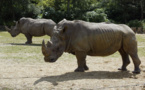 Un rhinocéros tué au zoo de Thoiry, sa corne sciée