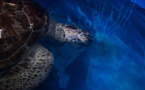 Thaïlande: la tortue aux 915 pièces de monnaie réapprend à nager