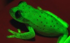 Une grenouille fluo qui révolutionne la connaissance sur la fluorescence