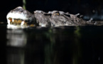 Australie: Un pêcheur vraisemblablement tué par un crocodile
