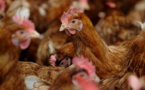 Salmonellose : 12 000 poules abattues par mesure de précaution à Taravao