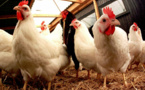Grippe aviaire: après l'abattage préventif, 6 semaines de vide sanitaire dans le sud-ouest