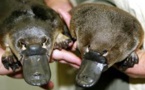 Mystérieuse affaire d'ornithorynques décapités en Australie