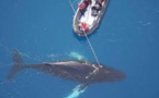 La vie secrète des baleines révélée par des caméras sur leur peau