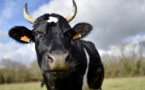 Les animaux s'invitent au menu des candidats à la présidentielle