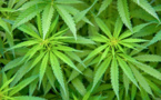Le Canada se prépare à légaliser le cannabis