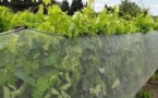 Le vignoble bourguignon déploie son parapluie anti-grêle