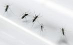 Le bilan de la dengue s'alourdit à sept morts en Nouvelle-Calédonie
