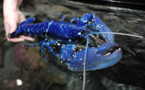 Un homard d'un bleu très rare rejoint Océanopolis à Brest