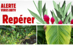BBTV : l’envoi dans les îles des plantes-hôtes interdit