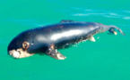 Mexique: le plus petit marsouin du monde menacé d'extinction