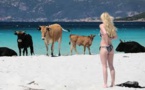 France : en Corse, une cohabitation pas toujours pacifique entre touristes et bovins sur la plage